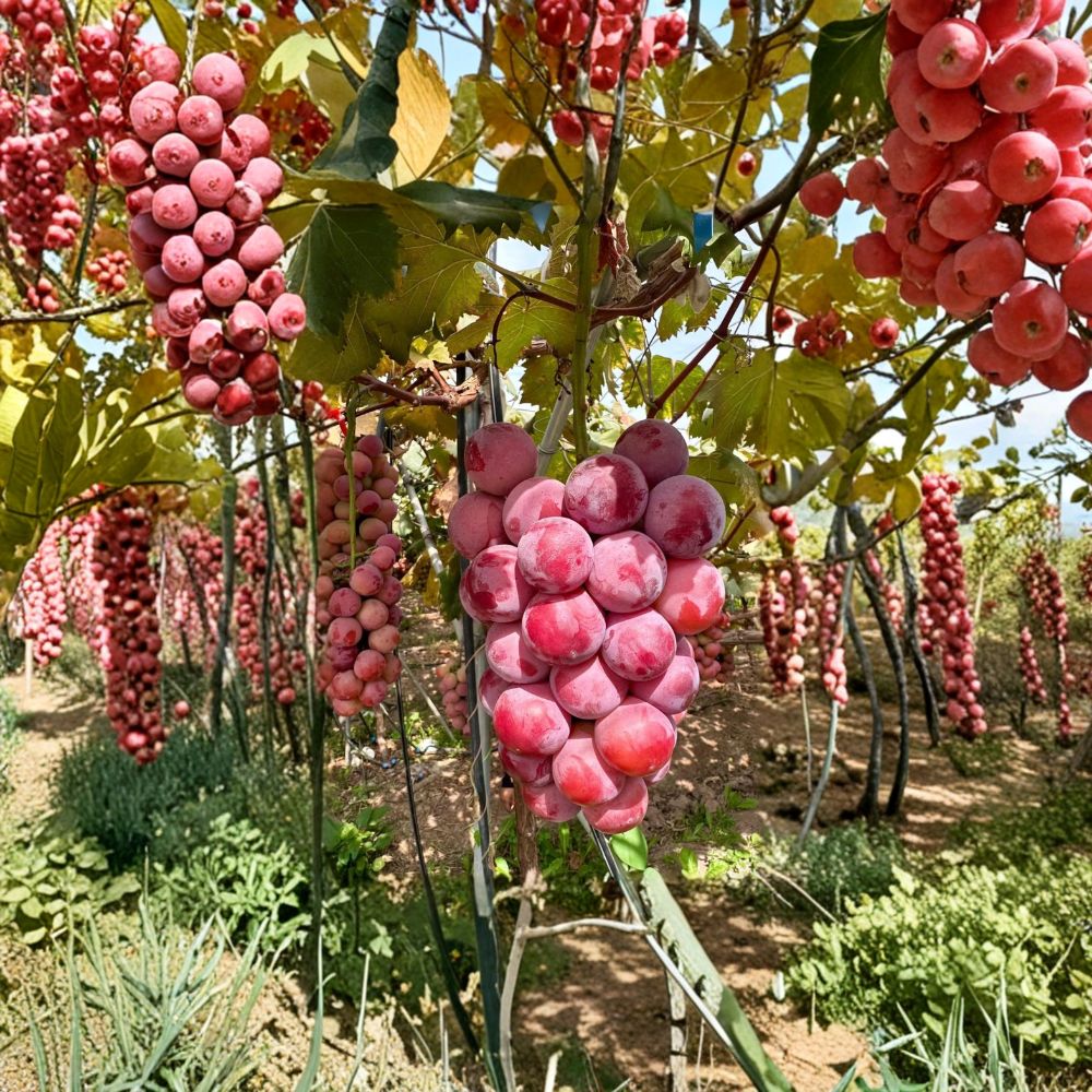 Nina Grape Vine – Live Bare Root Grape Plant | Sweet Table Grape Variety | Backyard Vineyard Friendly | Fast Growing Fruit Vine