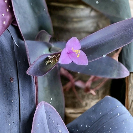 6 Purple Heart Cuttings – Tradescantia pallida ‘Purple Heart’ | 6 Inch Unrooted Cuttings | Fast Growing Trailing Plant | Easy to Root | Houseplant & Hanging Basket