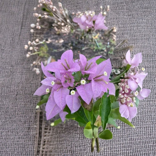 2 Singapore Pink / Silhouette Lilac Bougainvillea Live Plants – 4–6 Inch Starters | Pink Lilac Tropical Vine | No Pot | Climbing Flowering Plant | Patio & Trellis Friendly