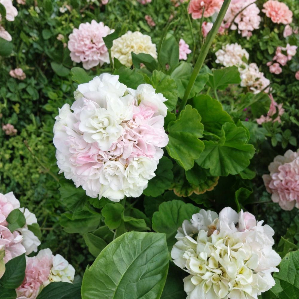 White Geranium with Light Pink – Pelargonium Fresh Starter Cuttings | Set of 3 | 6 Inches Long | Fragrant Double Bloom | Easy to Grow