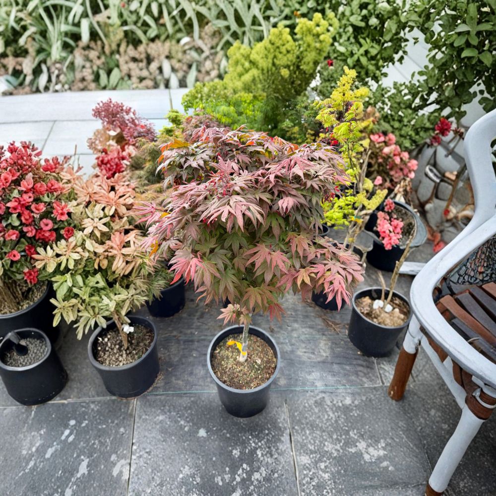 Acer palmatum ‘Englishtown’ Live Dwarf Japanese Maple | Small Leaf Red Maple Tree | Compact Ornamental Acer | #5 Container Grown
