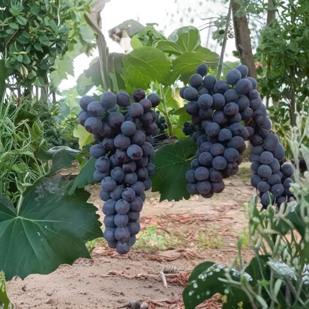 Summer Black Grape Vine – Live Bare Root Fruit Vine | Early Ripening Sweet Black Grapes | 3 Feet Tall | Backyard Vineyard Friendly