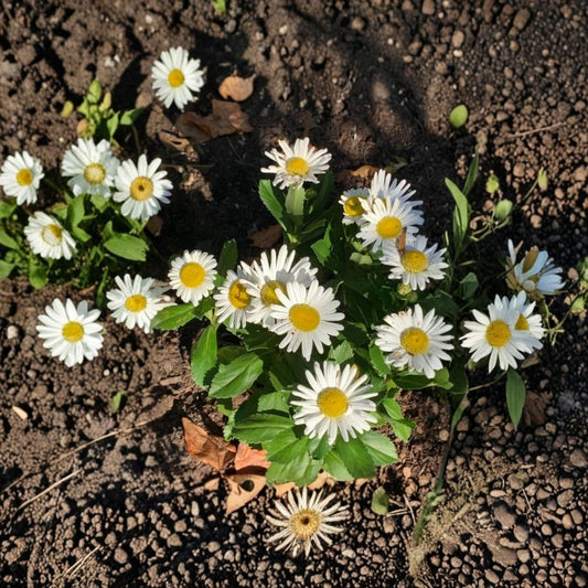 Montauk Daisy Live Plant – Nipponanthemum nipponicum | White Flowering Perennial | 4 Inch Starter | Late Season Blooms | Pollinator Garden | Ships Without Pot