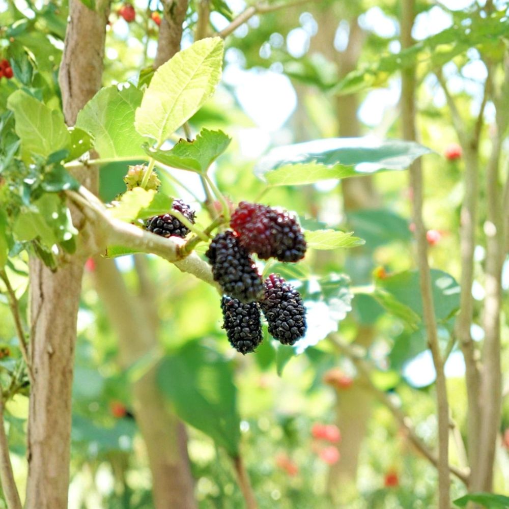 Dwarf Everbearing Mulberry Cuttings – Morus nigra Live Unrooted Scions | 12 Cuttings | Florida Grown | Food Forest Fruit Tree | Easy to Propagate