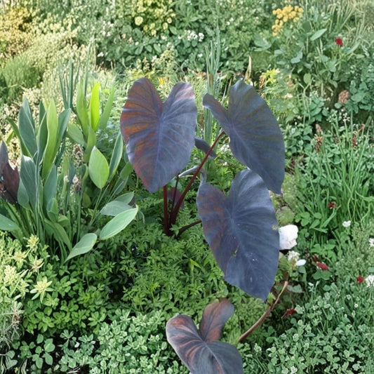 Hawaiian Punch Colocasia Live Plant – 3 Inch Starter | Colorful Elephant Ear | Tropical Foliage Plant | Ships Without Pot | Container & Garden Plant
