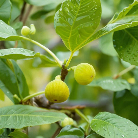 Desert King Fig – Ficus carica 'Desert King' Live Plant | 16+ Inches Tall | Cold Hardy Edible Fig Tree