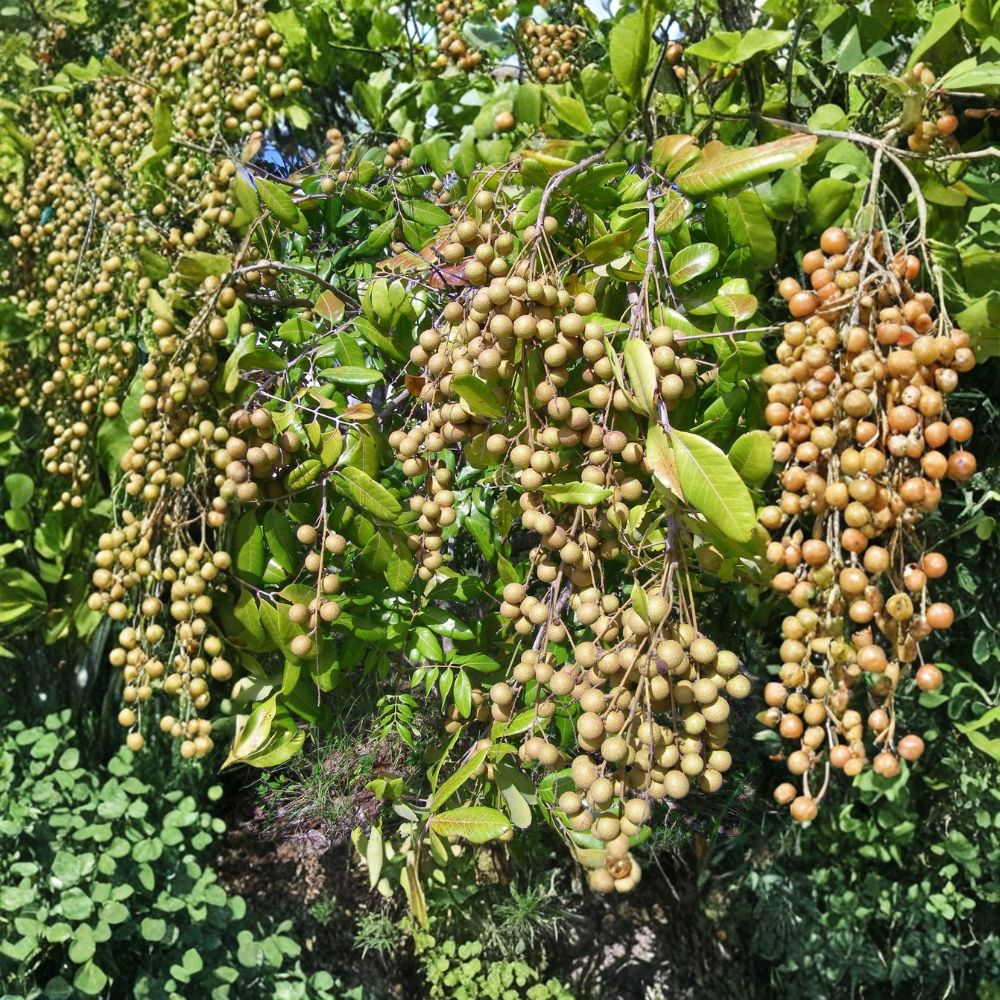 Longan Tree – Dimocarpus longan 'Kohala' Live Seedling | 12–24 Inches Tall | Bare Root Tropical Fruit Tree | Patio & Backyard Friendly | Easy to Grow