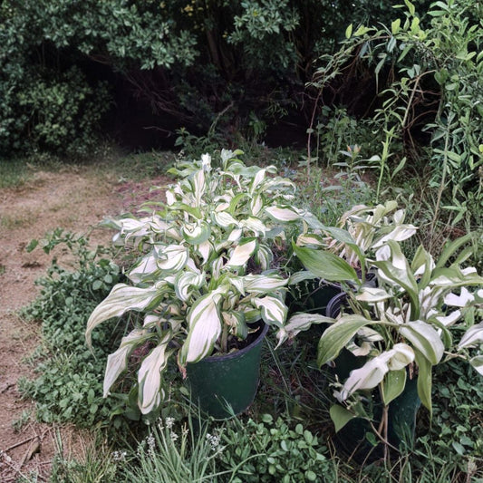 5 White Christmas Hostas – Bare Root Live Plants | Shade Loving Perennial | Variegated Foliage | Easy to Grow