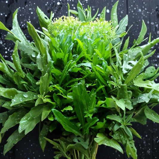 4 Live Culantro Plants | Eryngium foetidum | 2 Inch Pots | Ngo Gai | Thai & Vietnamese Herb | Mexican Coriander | Pho Herb