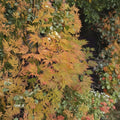 Acer palmatum ‘Sister Ghost’ Live Japanese Maple | Rare Ghost Maple Tree | Golden Fall Color Ornamental Acer | #1 Container Grown