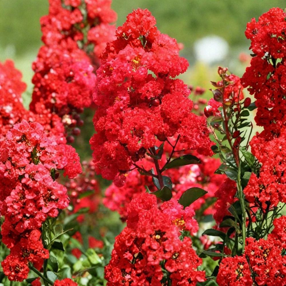 Red Crape Myrtle Live Starter Shrubs – 5 Bare Root Plants | 12–18 Inches Tall | Flowering Landscape Tree | Heat Tolerant | Easy to Grow
