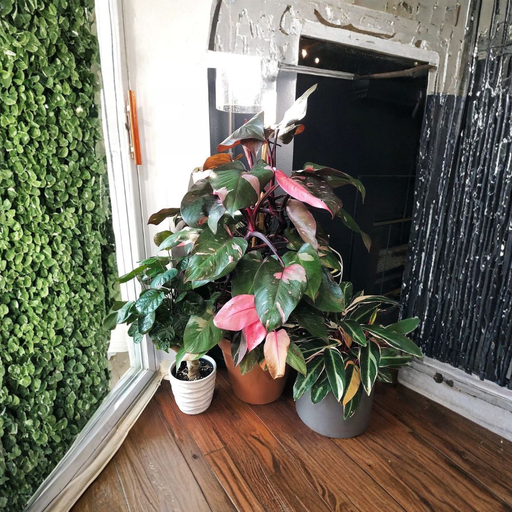 Pink Princess Philodendron – Philodendron erubescens 'Pink Princess' Live Plant | Rooted Starter in Pot | Rare Variegated Houseplant