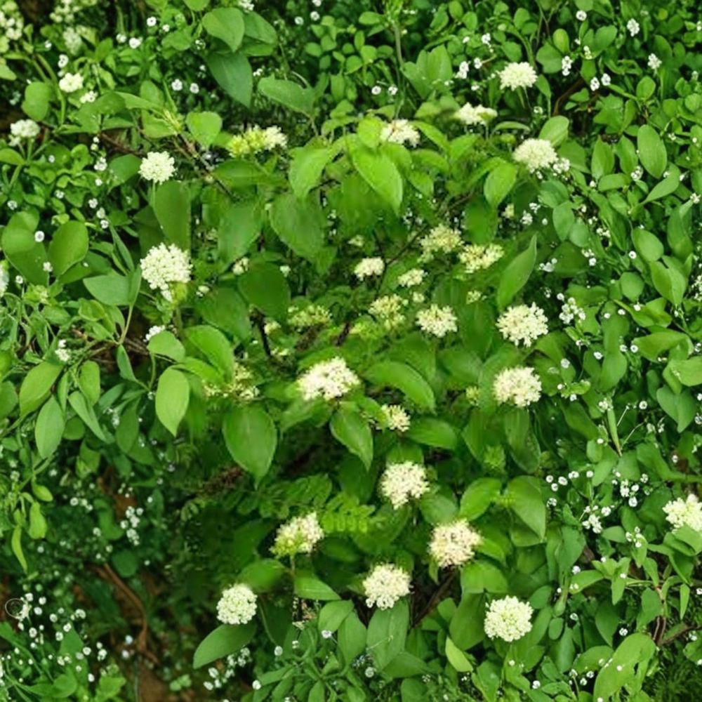 Silky Dogwood Tree – Cornus amomum Bare Root Starter | 12–24 Inches Tall | Native Wildlife Shrub | Easy to Grow
