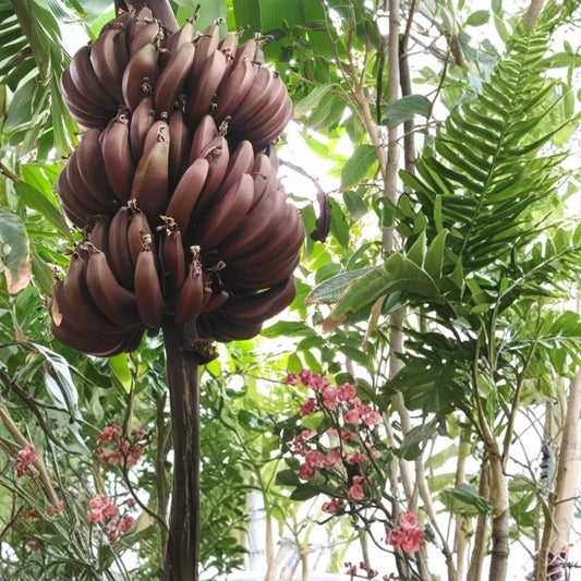 Cuban Red Banana Live Plant – Red Dacca Banana Tree | Tropical Fruit Plant | Jamaican Red Banana | Backyard Garden & Container Friendly