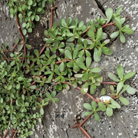 Purslane – Fresh Unrooted Cuttings | Set of 5 | 6 Inches Long | Edible Herb Succulent | Easy to Grow