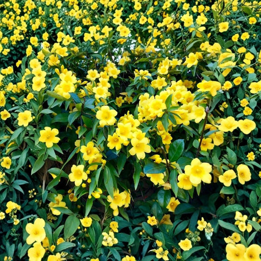 Live Carolina Jasmine Plant | 3 Inch Pot | Gelsemium sempervirens | Fragrant Golden Yellow Flowering Vine | Evergreen Climber