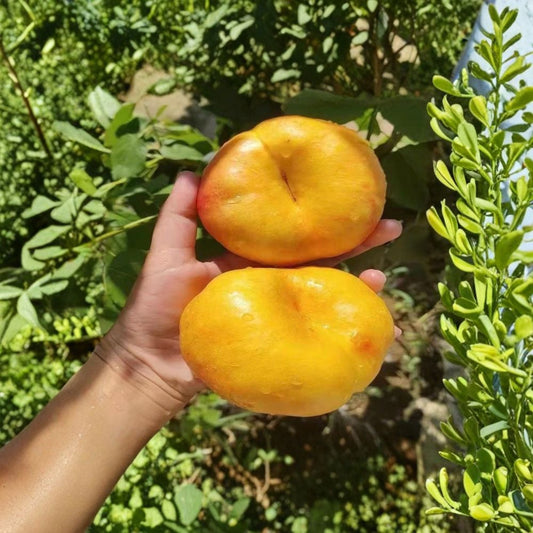 Golden Pan 99 Peach Tree – Live Grafted Fruit Tree | Bare Root Peach Seedling | Sweet Yellow Peach Variety | Fast Growing Backyard Orchard Tree
