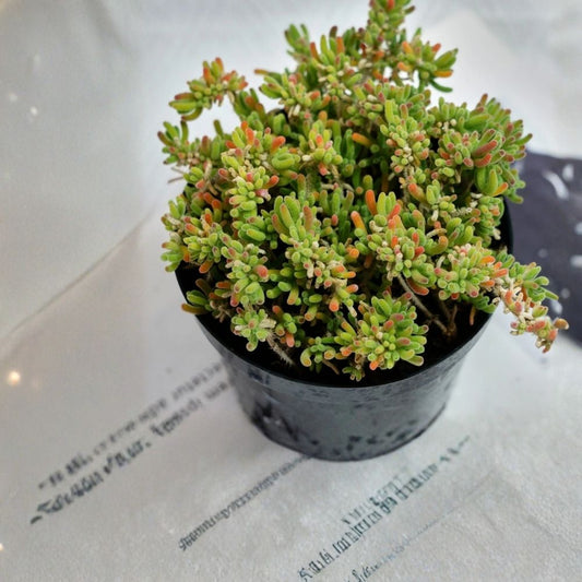 Drosanthemum Globosum Live Succulent Plant – 5 Inch Rare Succulent Cluster | Bare Root | Unique Collector Plant | Drought Tolerant