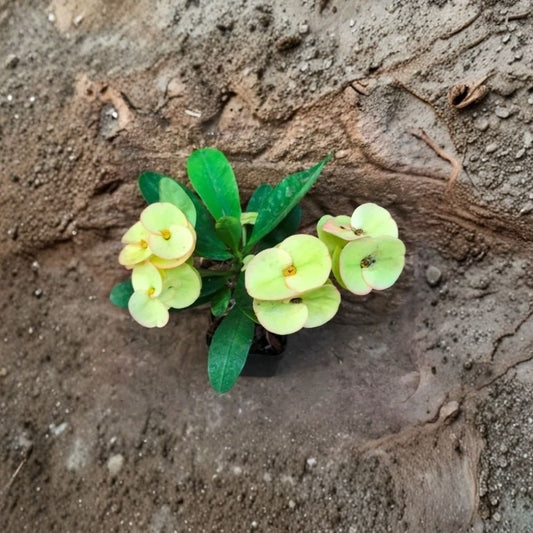 Yellow Crown of Thorns Live Plant – Euphorbia milii | 5–8 Inch Flowering Succulent | Yellow Blooms | Rooted Starter Plant | No Pot | Indoor & Outdoor
