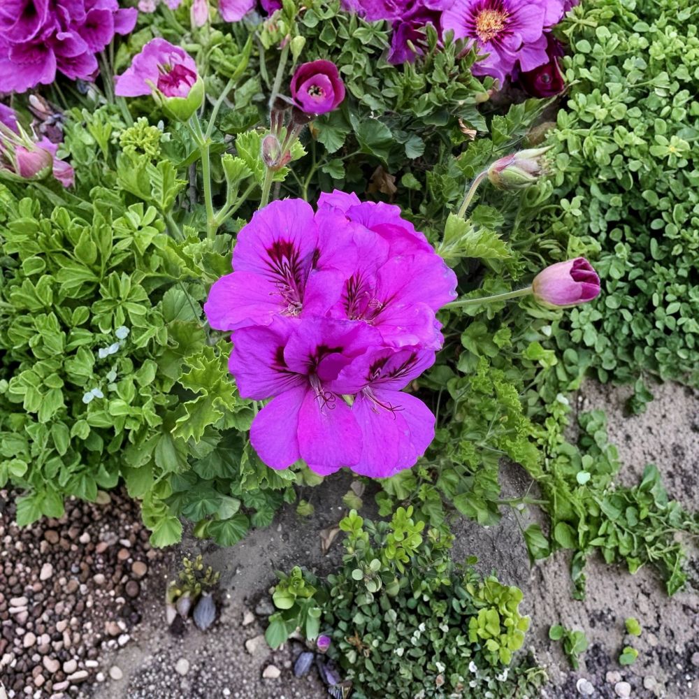 Purple Regal Geranium – Pelargonium Live Cuttings | 6 x 6 Inch Unrooted Cuttings | Fancy Royal Geranium | Drought Tolerant | Easy to Propagate