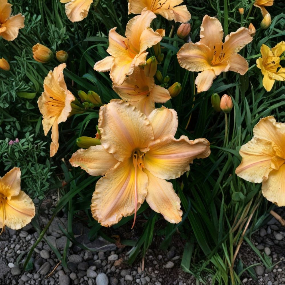 Clif Hayes Daylily – Hemerocallis Live Bare Root | Yellow Apricot Perennial | 7.5-Inch Blooms | Hardy Named Cultivar | Easy to Grow