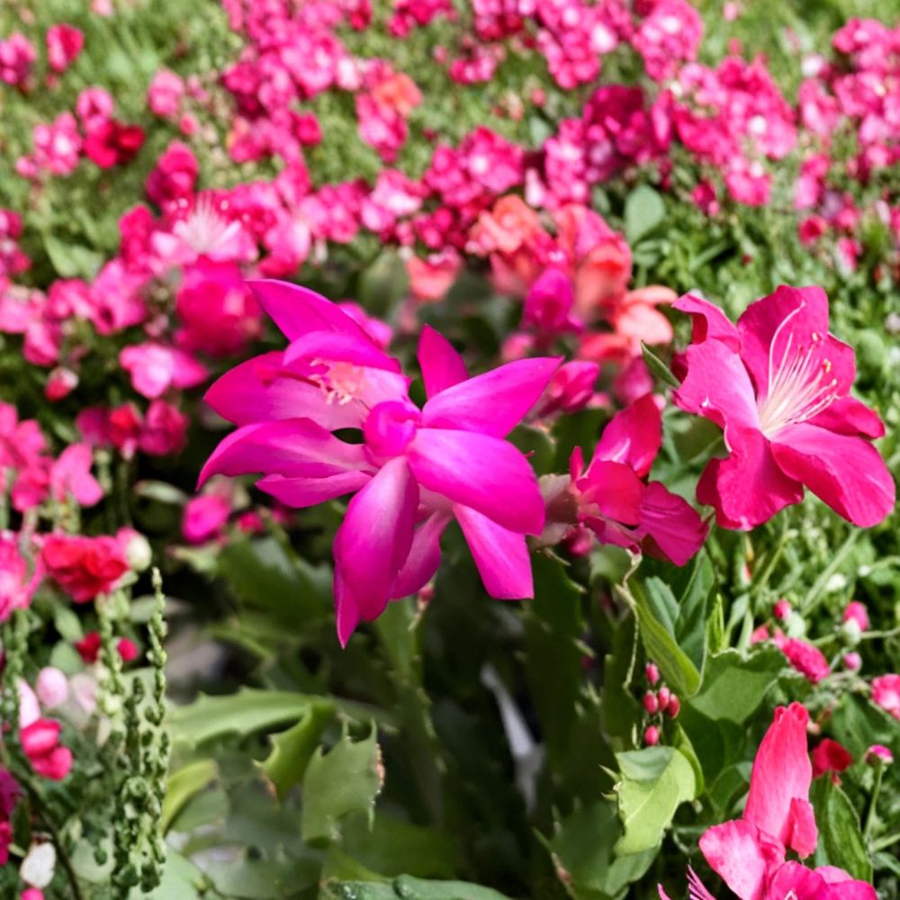 Pink Thanksgiving Christmas Cactus Live Plant | Rooted in 2 Inch Pot | Holiday Blooming Succulent | Easy Care Houseplant