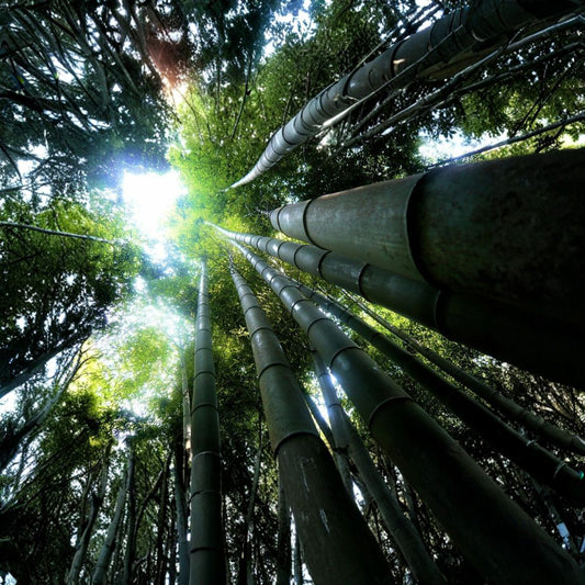 Dendrocalamus giganteus Live Bamboo | 1 Gallon Rooted Plant | Giant Clumping Bamboo | Fast Growing Tropical Privacy Plant