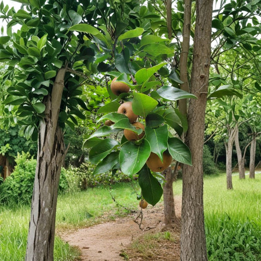 Asian Round Pear Tree – Pyrus pyrifolia Fresh Cuttings | Set of 5 | Unrooted Fruit Tree Cuttings | For Grafting & Propagation