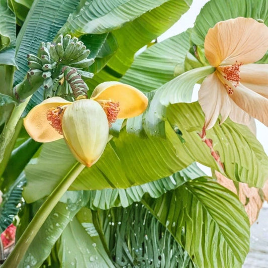 2 Basjoo Banana Live Plants – Musa basjoo | 4–6 Inch Hardy Banana Starters | Tropical Foliage | No Pot | Cold Hardy Ornamental Banana | Garden & Patio Plant