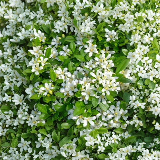 Live Orange Jasmine Plant | 1 Gallon Pot | 2–3 Ft Tall | Murraya paniculata | Fragrant Evergreen Shrub | White Flowers & Berries