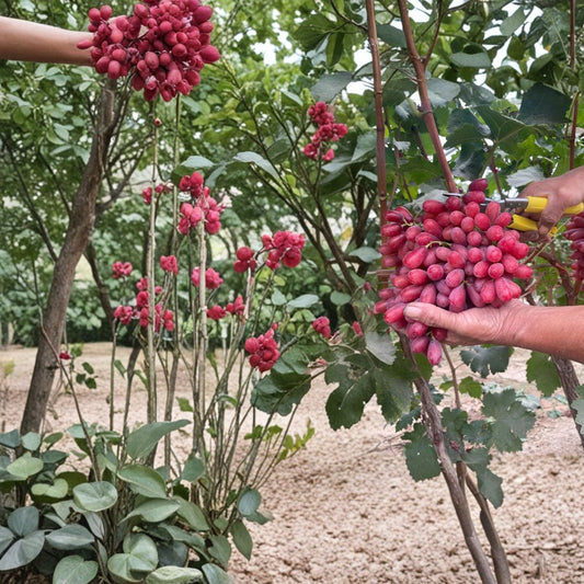 Crimson Seedless Grape Vine – Live Bare Root Fruit Vine | Sweet Red Seedless Table Grapes | Backyard Vineyard Friendly | Fast Growing Garden Vine