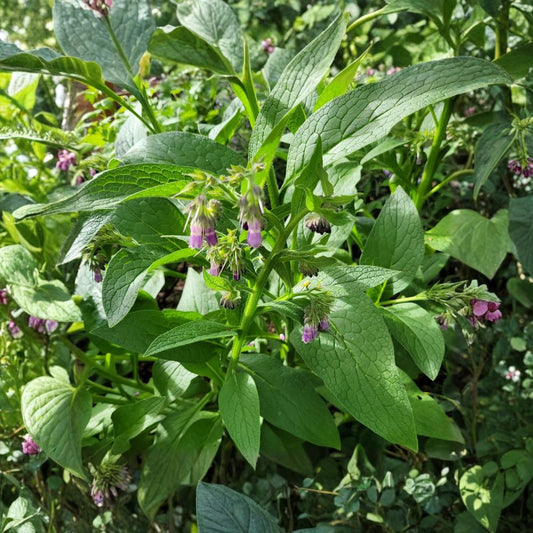 Russian Bocking 14 Comfrey – Symphytum × uplandicum 'Bocking 14' Live Starter Plant | 3 Inch Pot | Sterile Perennial Herb