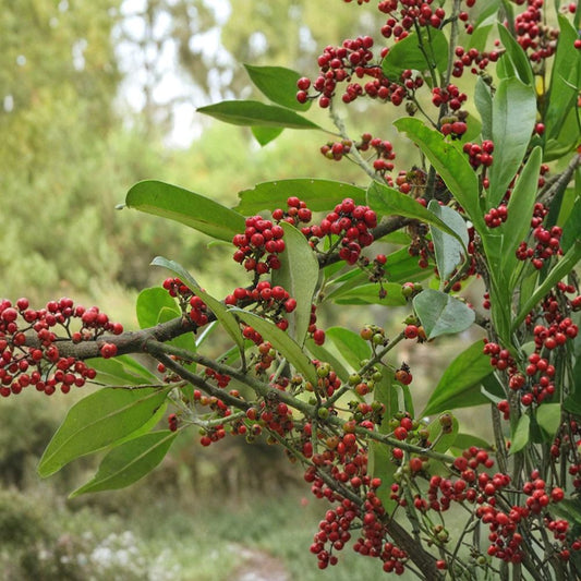 2 Live Yerba Mate Plants – Ilex paraguariensis | 4–6 Inch Evergreen Tea Plant Starters | South American Mate Plant | Edible Herb Garden | Ships Without Pot