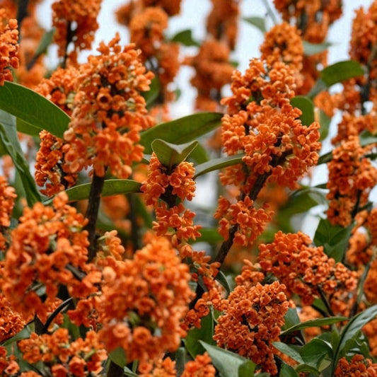 Orange Flowering Fragrant Tea Olive Live Plant – Osmanthus fragrans aurantiacus | 2 Gallon Pot | Evergreen Shrub | Fragrant Orange Blooms | Zones 6–9
