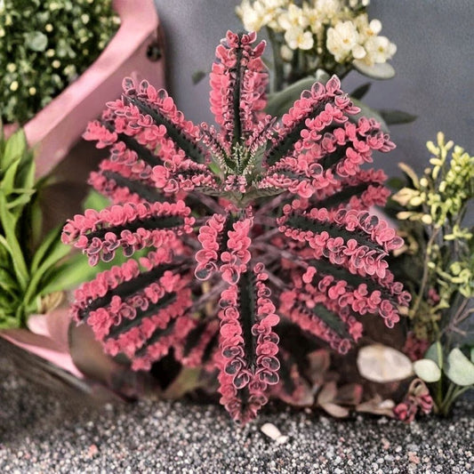 Pink Butterfly Kalanchoe – Live Succulent Plant | 2 Inch Pot | Pink Kalanchoe Seedling | Ornamental Houseplant | Easy to Grow