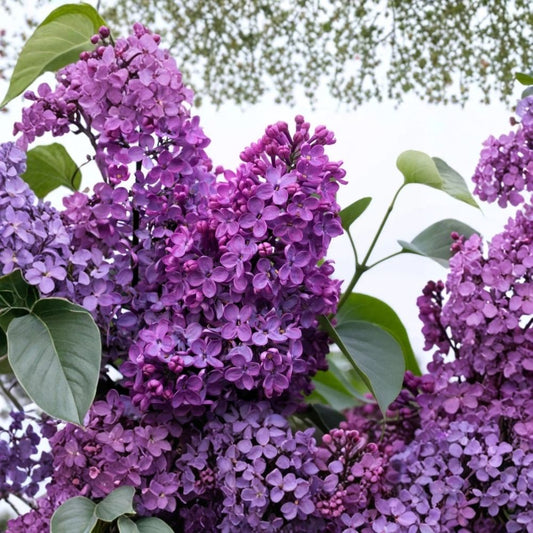 Purple Lilac Live Plant – 2–5 Inch Starter | 4 Inch Pot | Fragrant Purple Flowering Shrub | Syringa vulgaris | Cottage Garden Plant