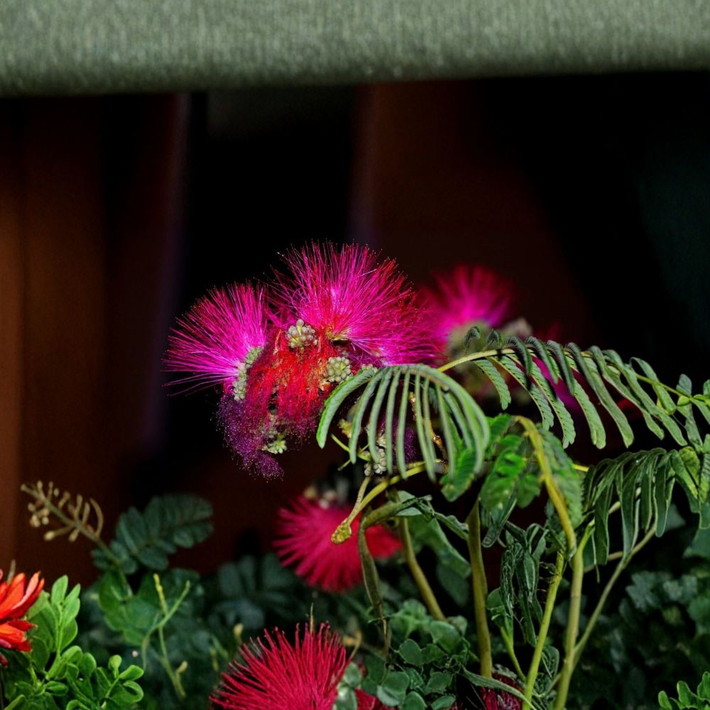 Pink Mimosa Tree – Albizia julibrissin Live Seedling | 6–12 Inches Tall | Ornamental Silk Tree | Fast Growing | Hardy Landscape Tree