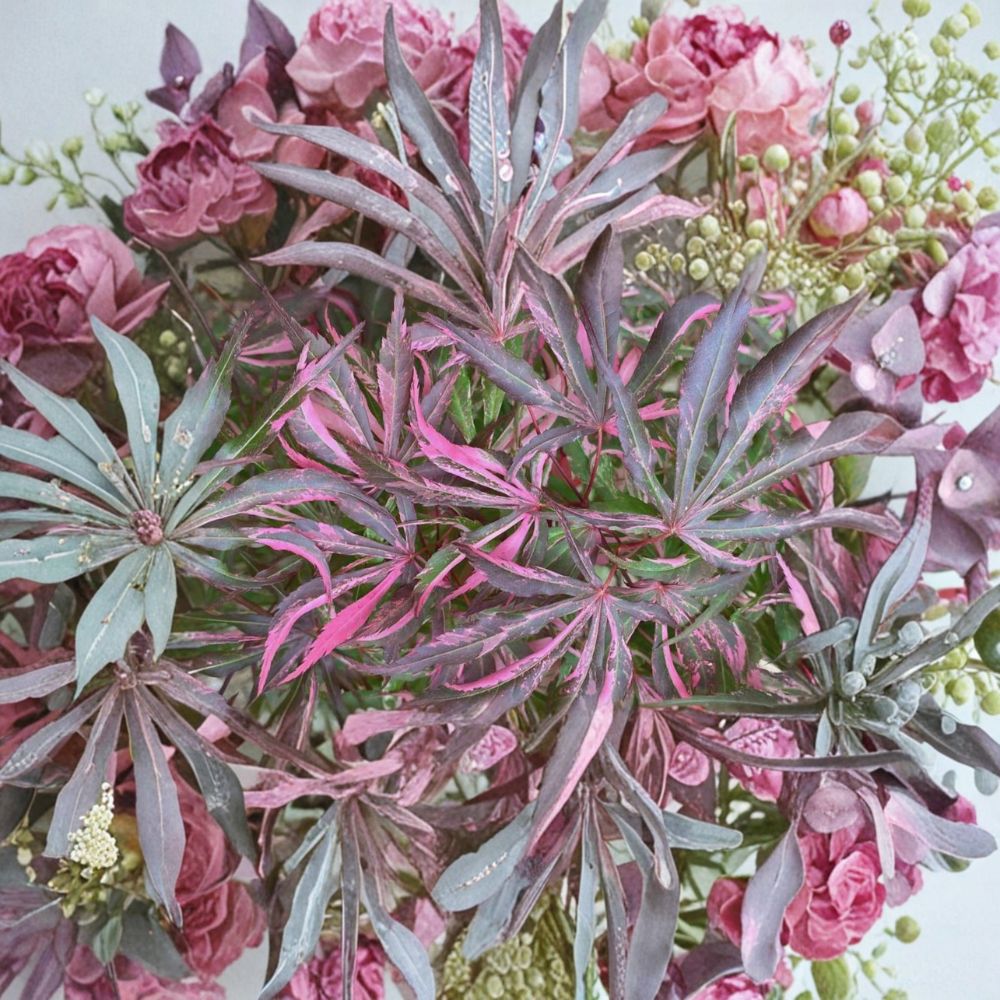 Acer palmatum ‘Lileeanne’s Jewel’ Live Japanese Maple | Rare Variegated Red Maple Tree | Pink & Red Ornamental Acer | #1 Container Grown