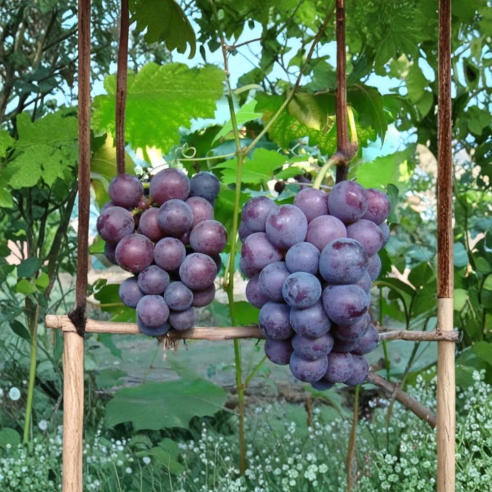 Giant Peak Grape Vine – Live Bare Root Fruit Vine | Cold Hardy High Yield Grape Variety | 3 Feet Tall | Backyard Vineyard Friendly