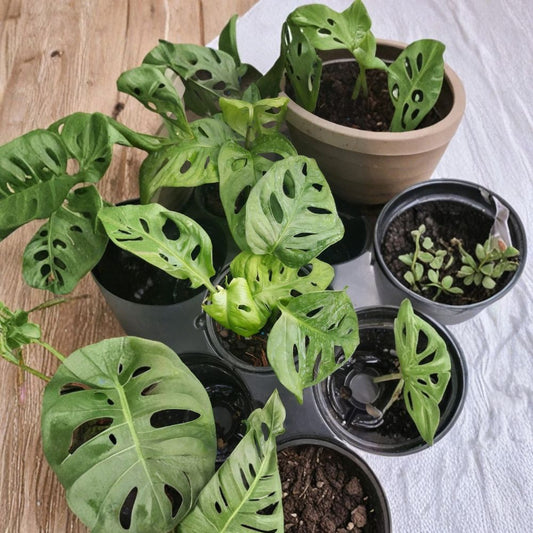 Monstera Adansonii – Swiss Cheese Vine Live Plant | Monstera Friedrichsthalii | 4 Inch Pot | Tropical Indoor Houseplant | Fenestrated Foliage | Easy Care Climbing Plant