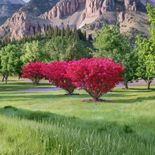 3 Burning Bush Live Plants – Kochia scoparia ‘Trichophylla’ | 1–2 Feet Tall | Organic Grown | Red Fall Foliage | Bare Root | Garden Shrub