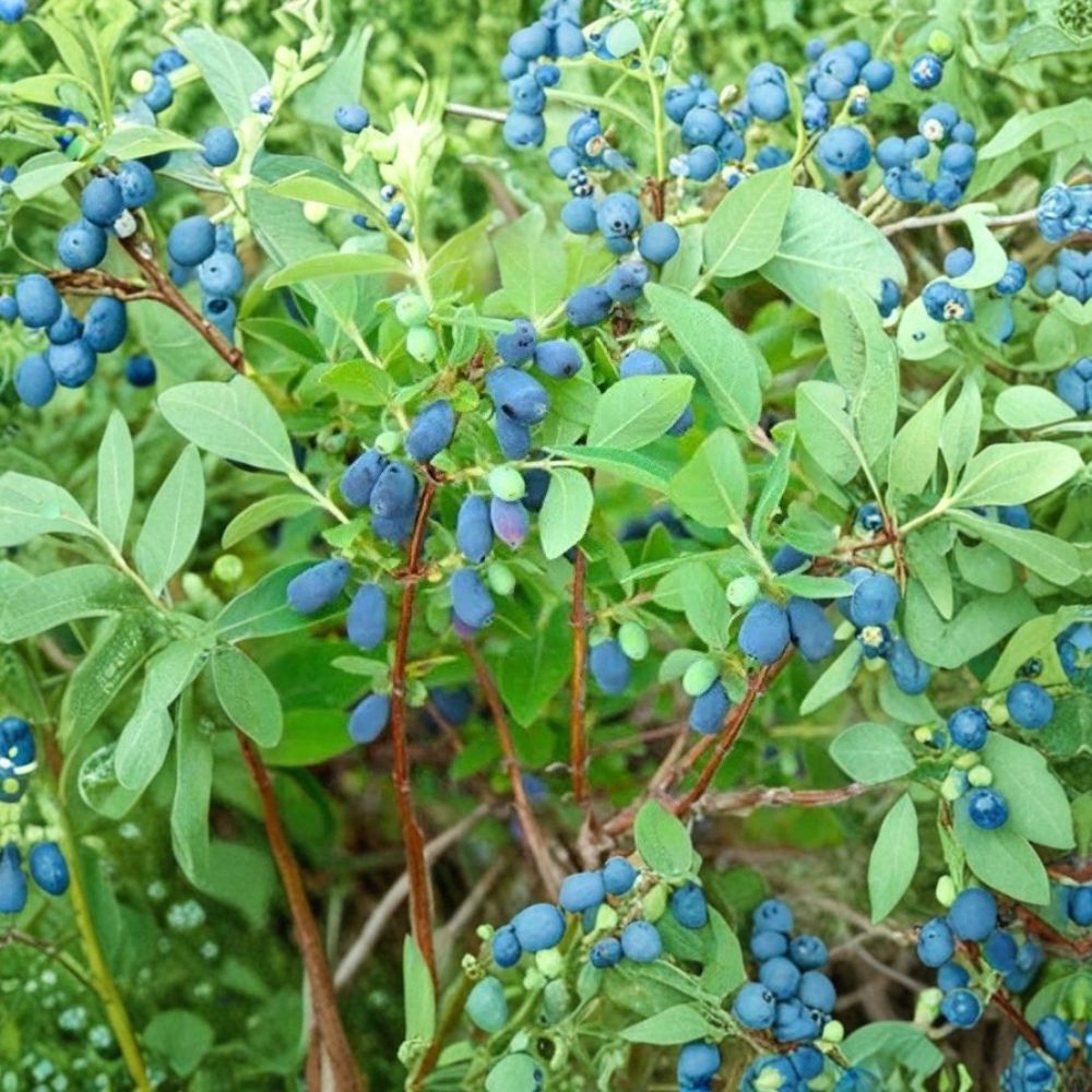 Tundra Honeyberry – Lonicera caerulea Fresh Green Wood Cuttings | Set of 6 | 6 Inches Long | Haskap Berry | Easy to Propagate