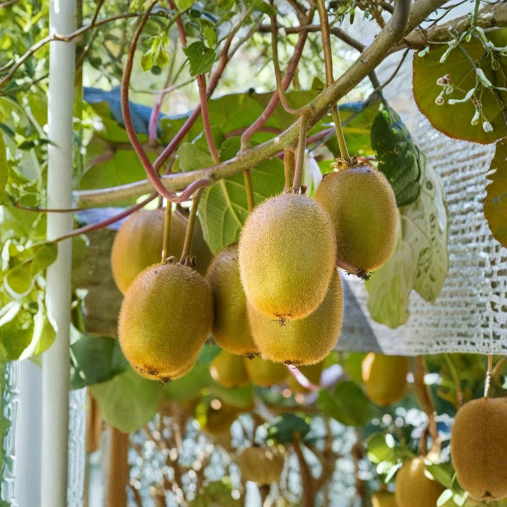 Prolific Kiwi Live Plants | Set of 4 Rooted Hardy Kiwi Vines | 4–6 Inches Tall | Soil-Wrapped Roots | No Pot | Easy to Grow