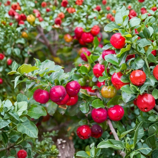 Barbados Cherry Tree Live Plant – Malpighia emarginata Starter | Acerola Cherry Fruit Tree | Tropical Edible Plant | Garden & Container Friendly
