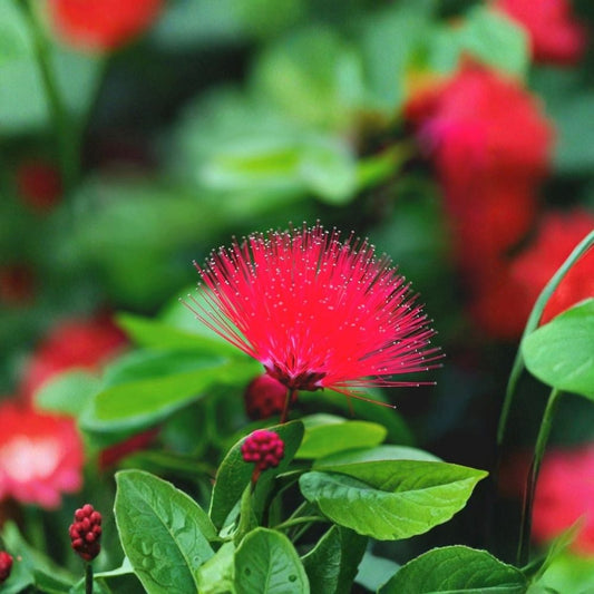 Pink Powder Puff Live Plant – 4 Inch Grower Pot | Young One-Stem Plant | Fluffy Pink Flowers | Tropical Flowering Plant | USDA Zones 9–11
