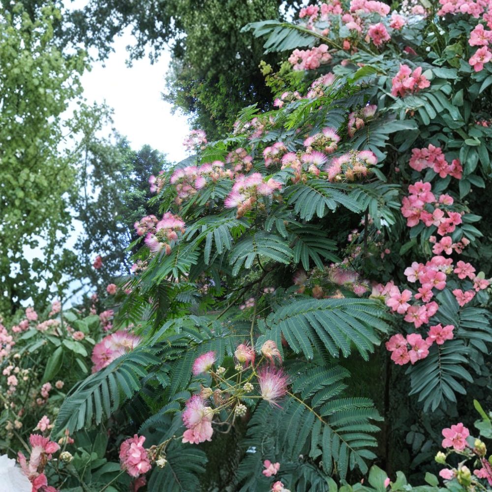 3 Pink Mimosa Tree Saplings – Albizia julibrissin Live Bare Root Plants | 4+ Inches Tall | Heirloom Silk Tree | Fast Growing