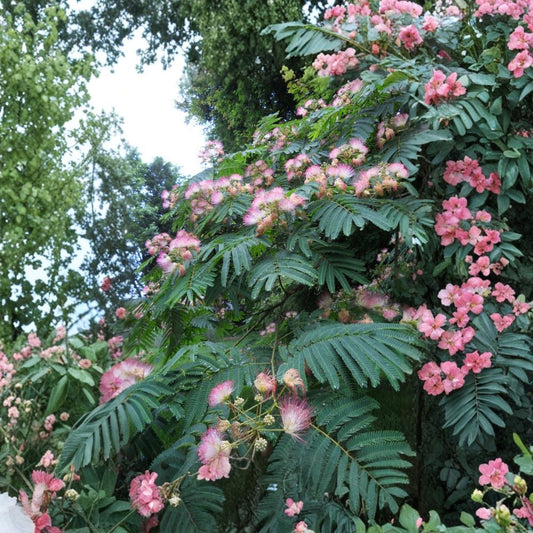 3 Pink Mimosa Tree Saplings – Albizia julibrissin Live Bare Root Plants | 4+ Inches Tall | Heirloom Silk Tree | Fast Growing