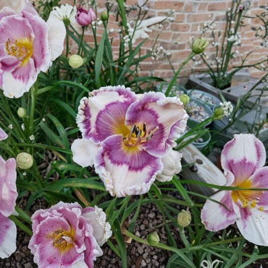 Hanalei Bay Daylily Live Plant | 4 Inch Pot | Pale Pink & Blue Purple Blooms | Fragrant Perennial Flower | Hardy Garden Plant