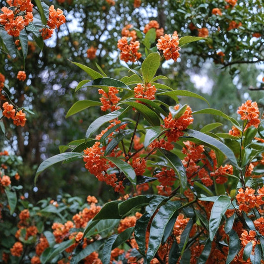 Apricot Echo Tea Olive – Osmanthus fragrans 'Apricot Echo' Live Rooted Starter Plant | Fragrant Evergreen Shrub | Bare Root