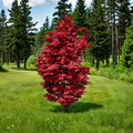 Acer palmatum ‘Twombly’s Red Sentinel’ Live Japanese Maple | Columnar Red Maple Tree | Upright Ornamental Acer | #1 Container Grown